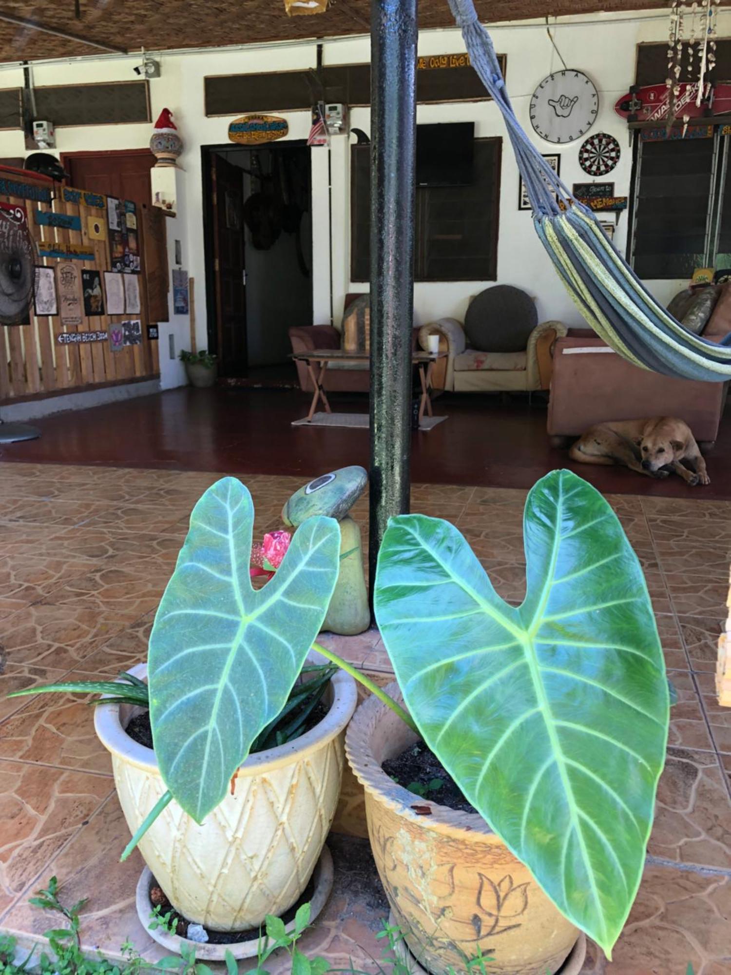شقة Shaka Garden House Langkawi بانتايْ تْشينانغ المظهر الخارجي الصورة